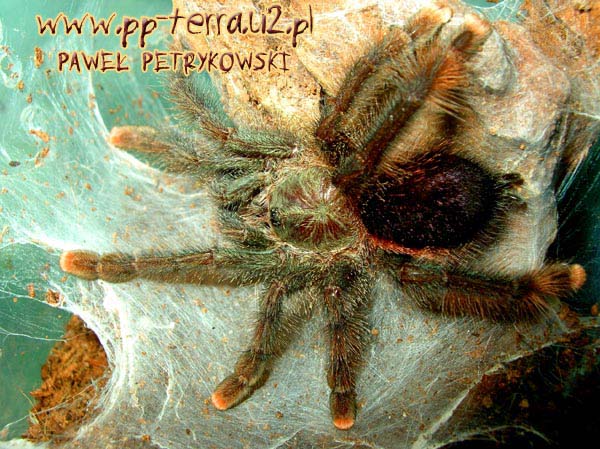 Avicularia braunschauseni,продажа