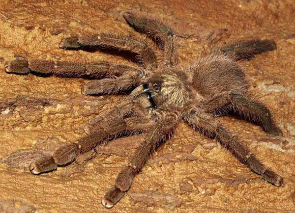 Avicularia laeta,продажа