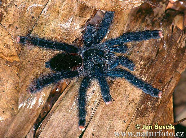Avicularia metallica,продажа