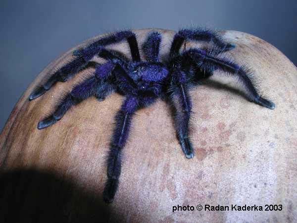 Avicularia purpurea,продажа