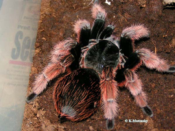 Brachypelm klaasi,продажа