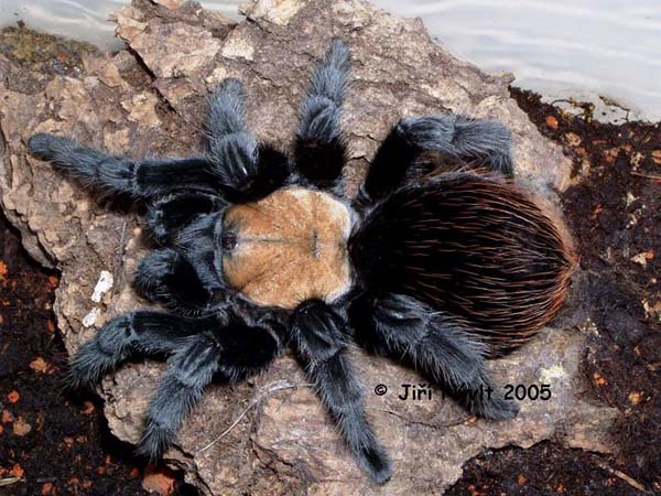 Brachypelma albiceps,продажа