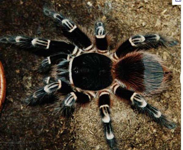 Acanthoscurria geniculata,продажа