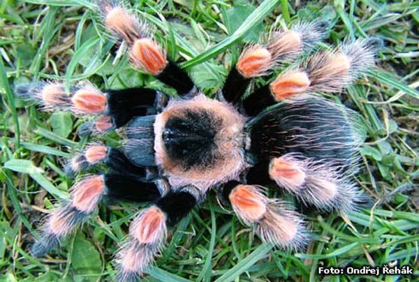 Brachypelma annitha,продажа