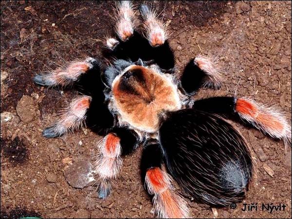Brachypelma boehmei,продажа