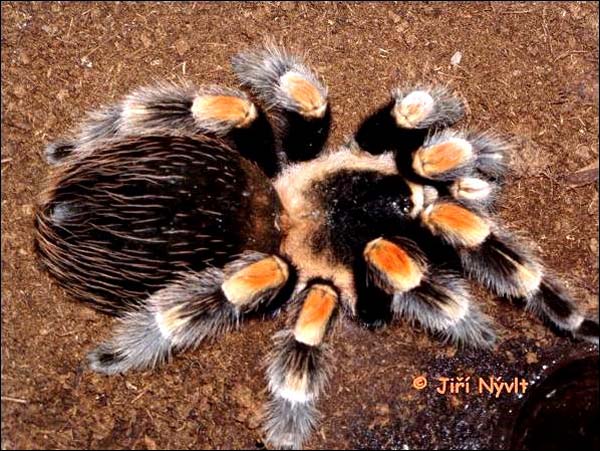 Brachypelma smithi,продажа