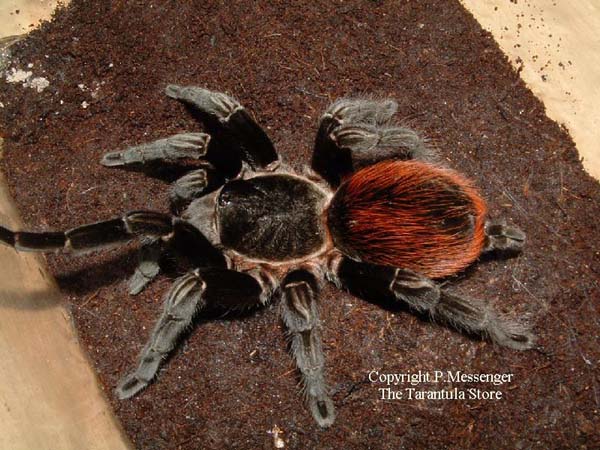 Brachypelma vagans,продажа