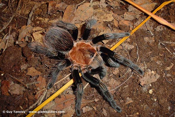 Brachypelma verdezi,продажа