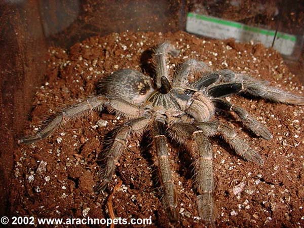 Ceratogyrus marshalli,продажа