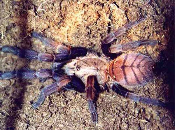 Chilobrachys fimbriatus,продажа