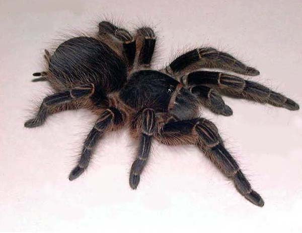 Acanthoscurria musculosa,продажа