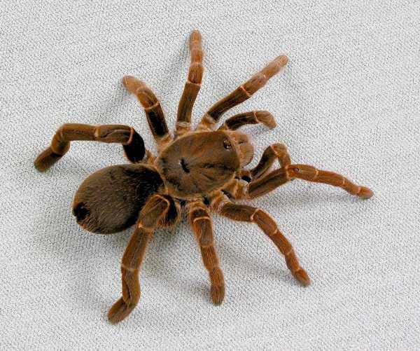 Citharischius crawshayi,продажа