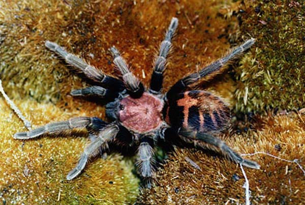 Davus fasciatus,продажа