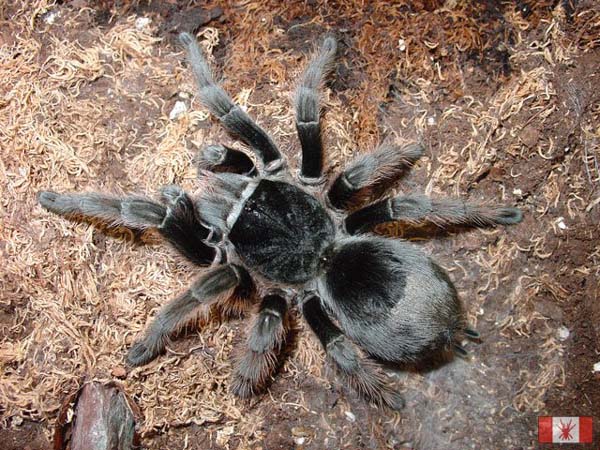 Grammostola alticeps,продажа