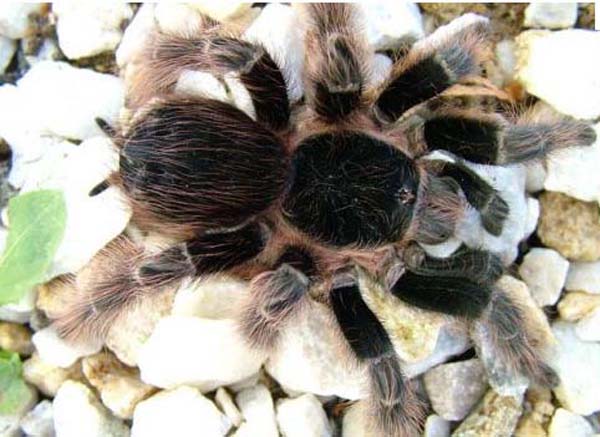 Acanthoscurria natalensis,продажа