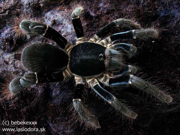 Hysterocrates hercules,продажа