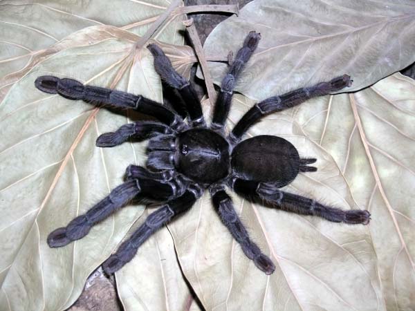 Lampropelma sp. Borneo black,продажа