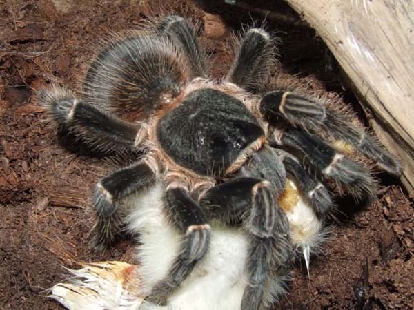 Lasiodora parahybana,продажа