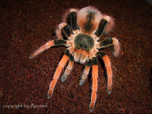 Megaphobema robustum,продажа