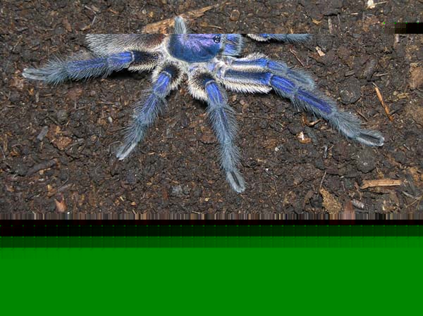 Monocentropus balfouri,продажа