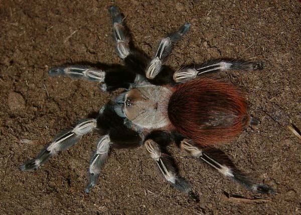 Nhandu chromatus,продажа