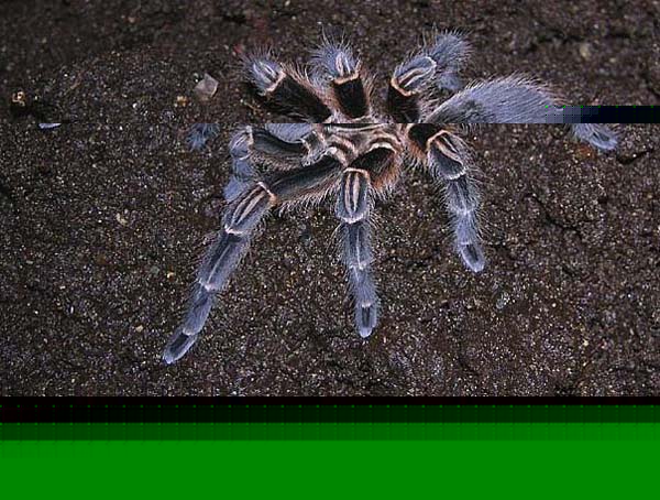Acanthoscurria suina,продажа