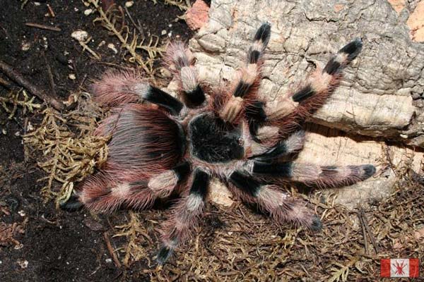 Nhandu coloratovillosus,продажа