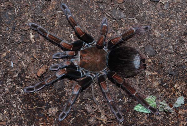 Pamphobeteus platyomma,продажа