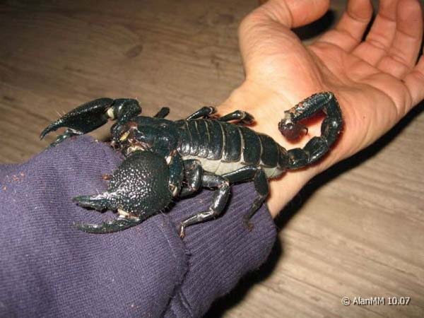 Pandinus imperator,продажа