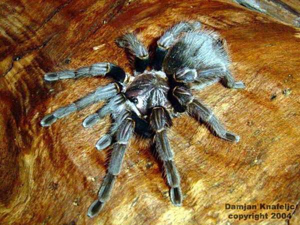 Phormictopus cancerides,продажа