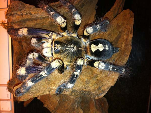 Poecilotheria bara,продажа