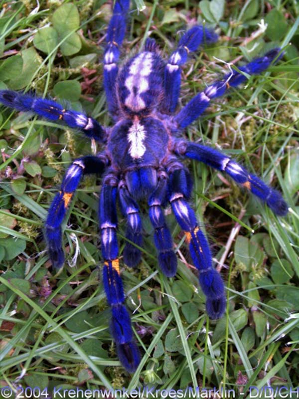Poecilotheria metallica,продажа