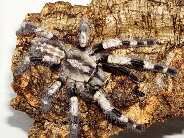 Poecilotheria miranda,продажа