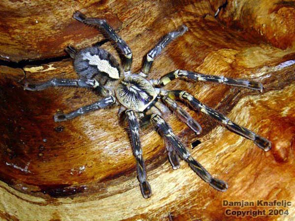 Poecilotheria ornata,продажа