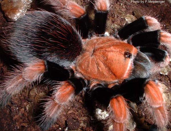 Aphonopelma bicoloratum,продажа