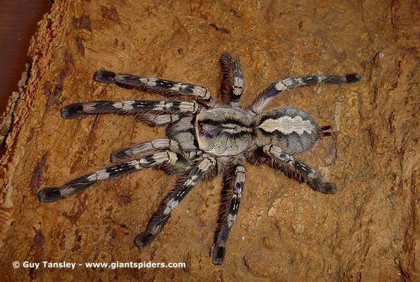 Poecilotheria pederseni,продажа
