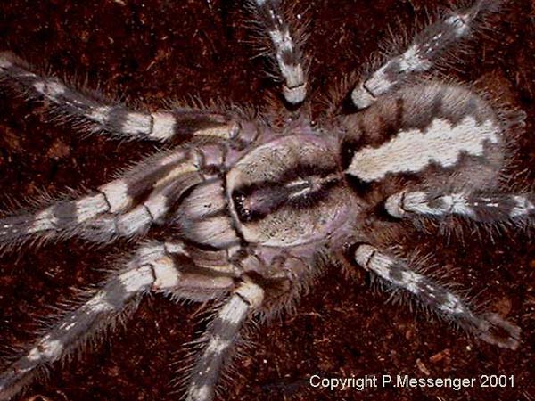 Poecilotheria regalis,продажа