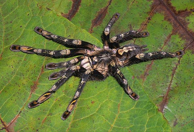 Poecilotheria subfusca,продажа
