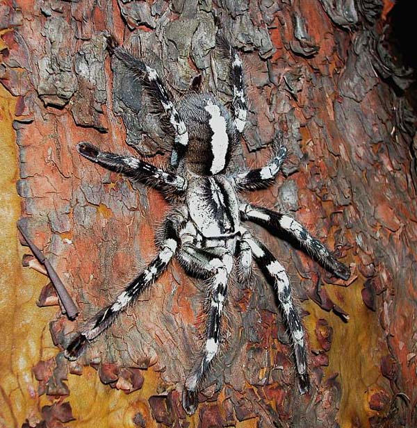 Poecilotheria pederseni,продажа