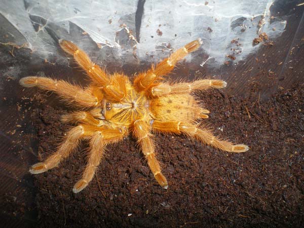 Pterinochilus murinus RCF,продажа