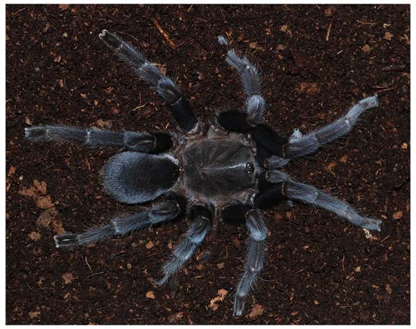 Selenocosmia javanensis,продажа