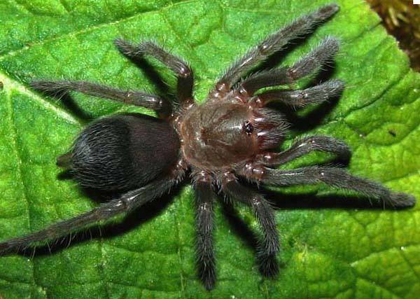 Aphonopelma waconum,продажа