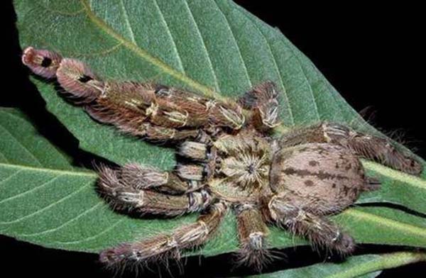 Stromatopelma calceatum,продажа