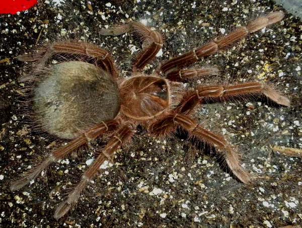 Theraphosa apophysis,продажа
