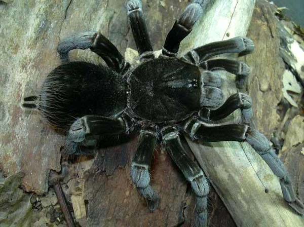 Pamphobeteus antinous,продажа