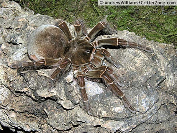 Theraphosa blondi,продажа