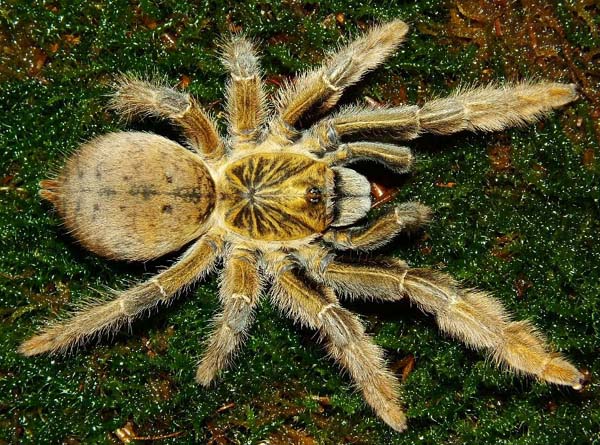 Augacephalus junodi,продажа
