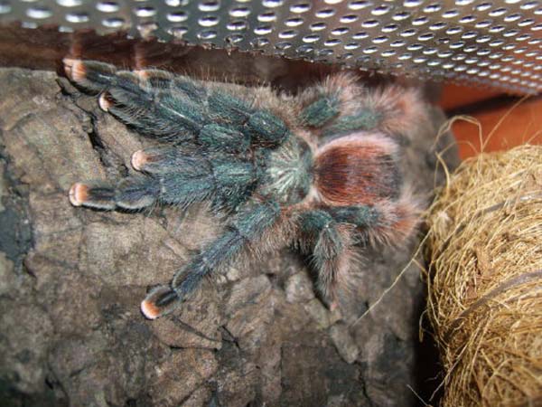 Avicularia azuraklaasi,продажа