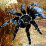 Brachypelma epicureanum,продажа