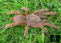 Chilobrachys huahini,продажа